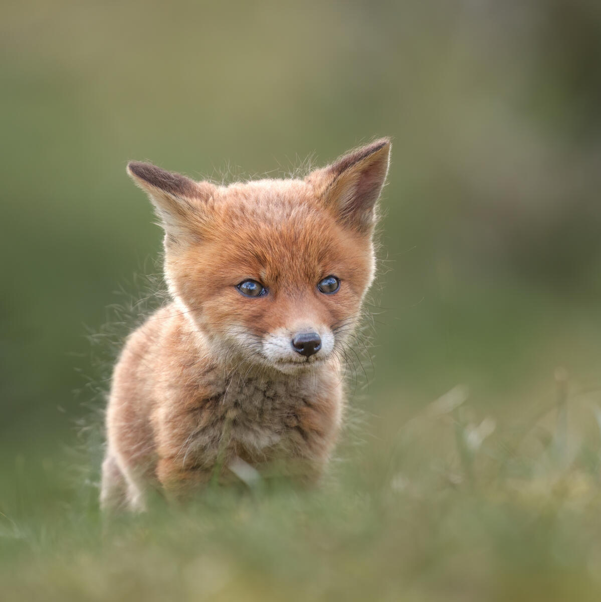 Foxcub