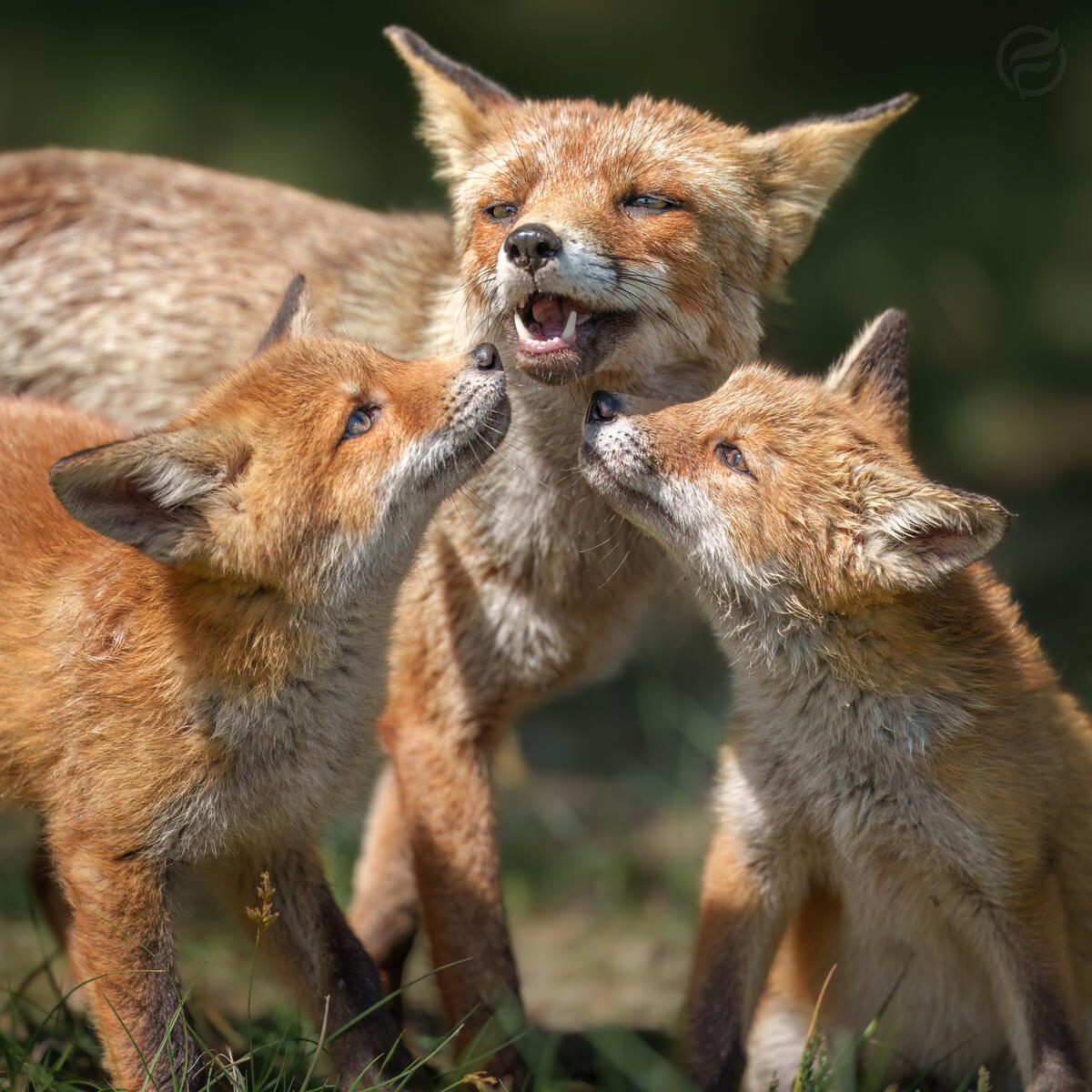 Family