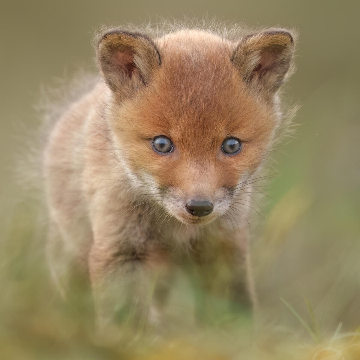 Foxcub