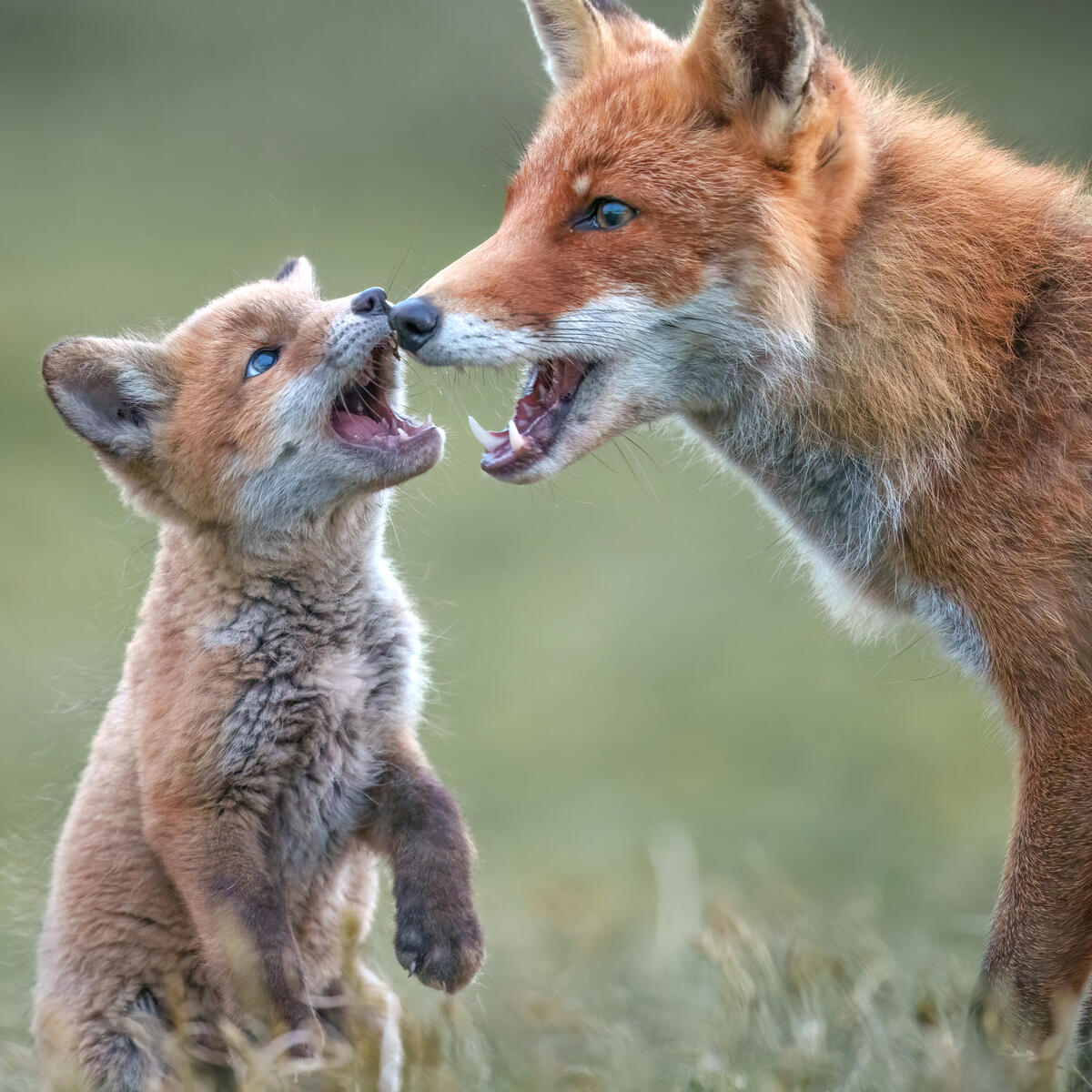 Foxcub with dad