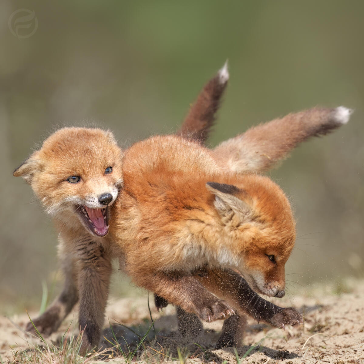 Friendly Fight