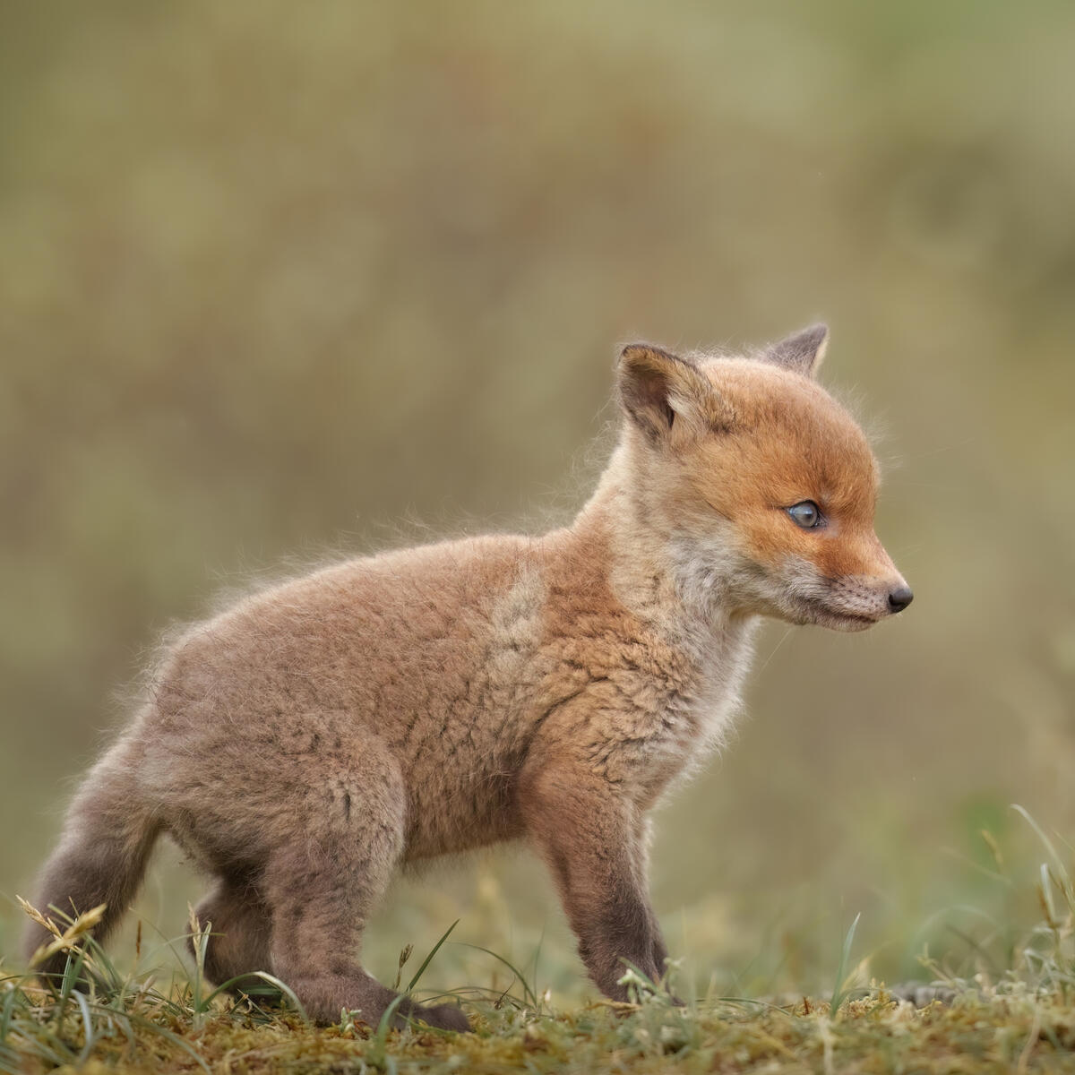 Foxcub