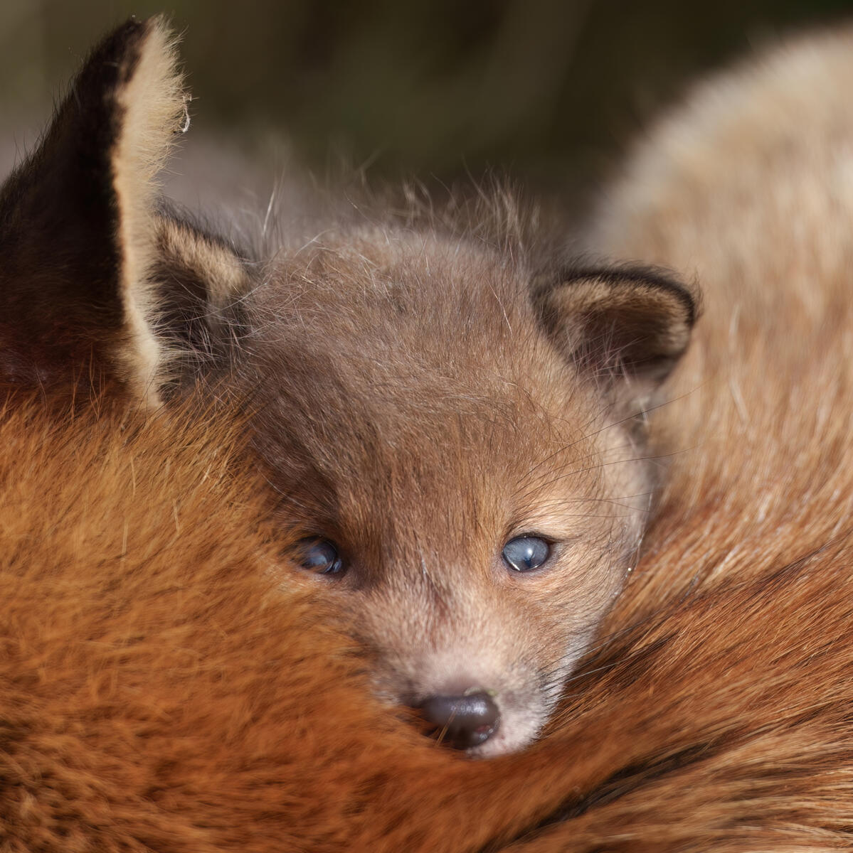 Foxcub