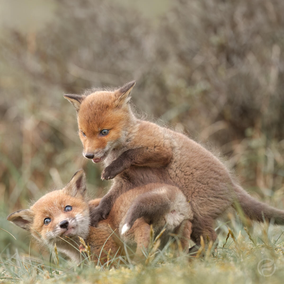 Foxcubs