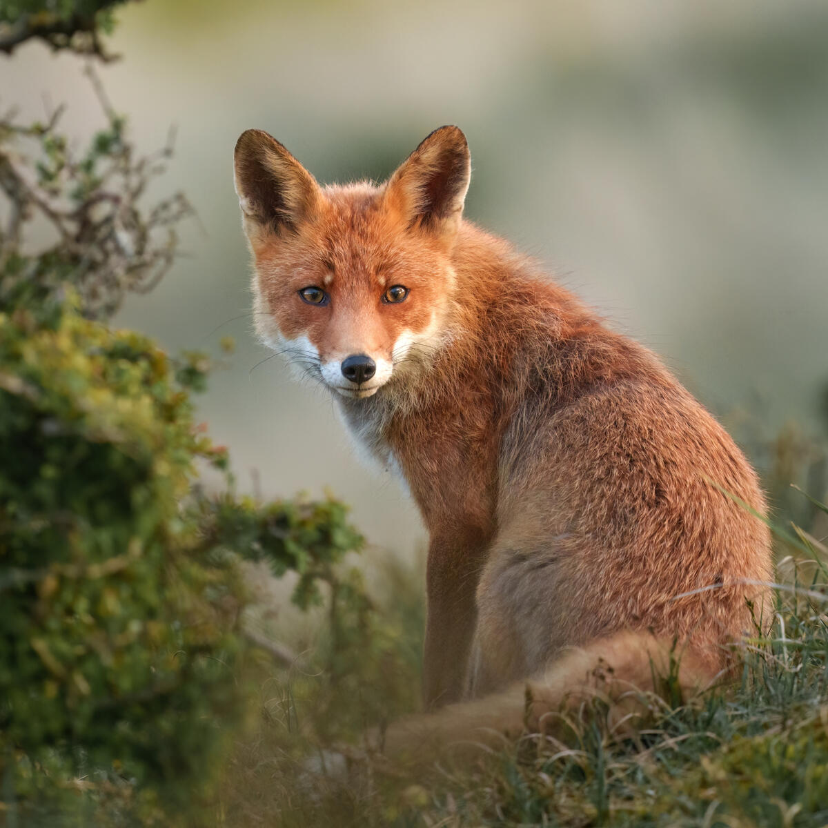 Mother Fox