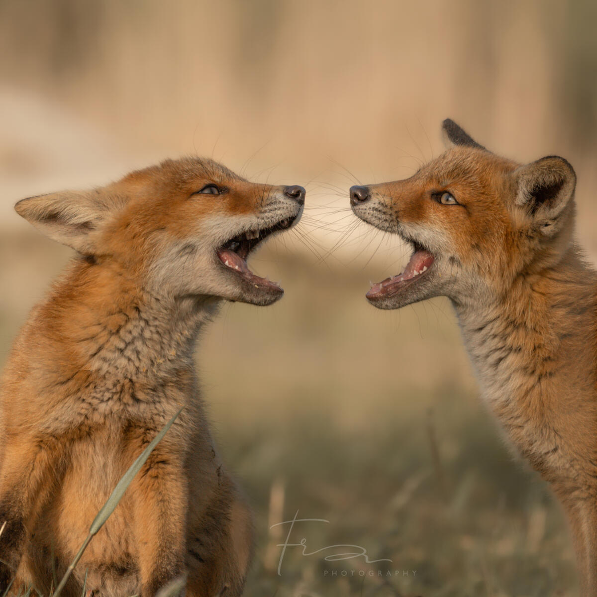 Foxcub