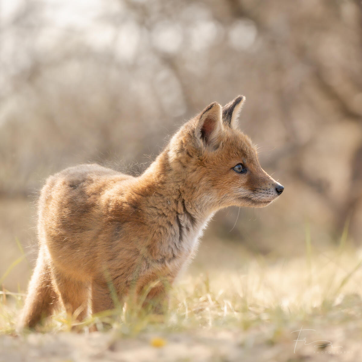 Foxcub