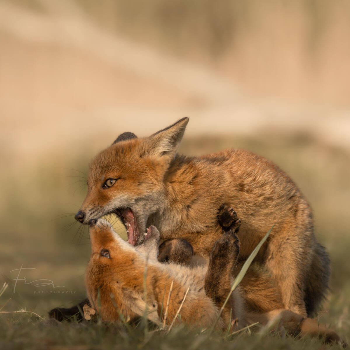 Foxcub