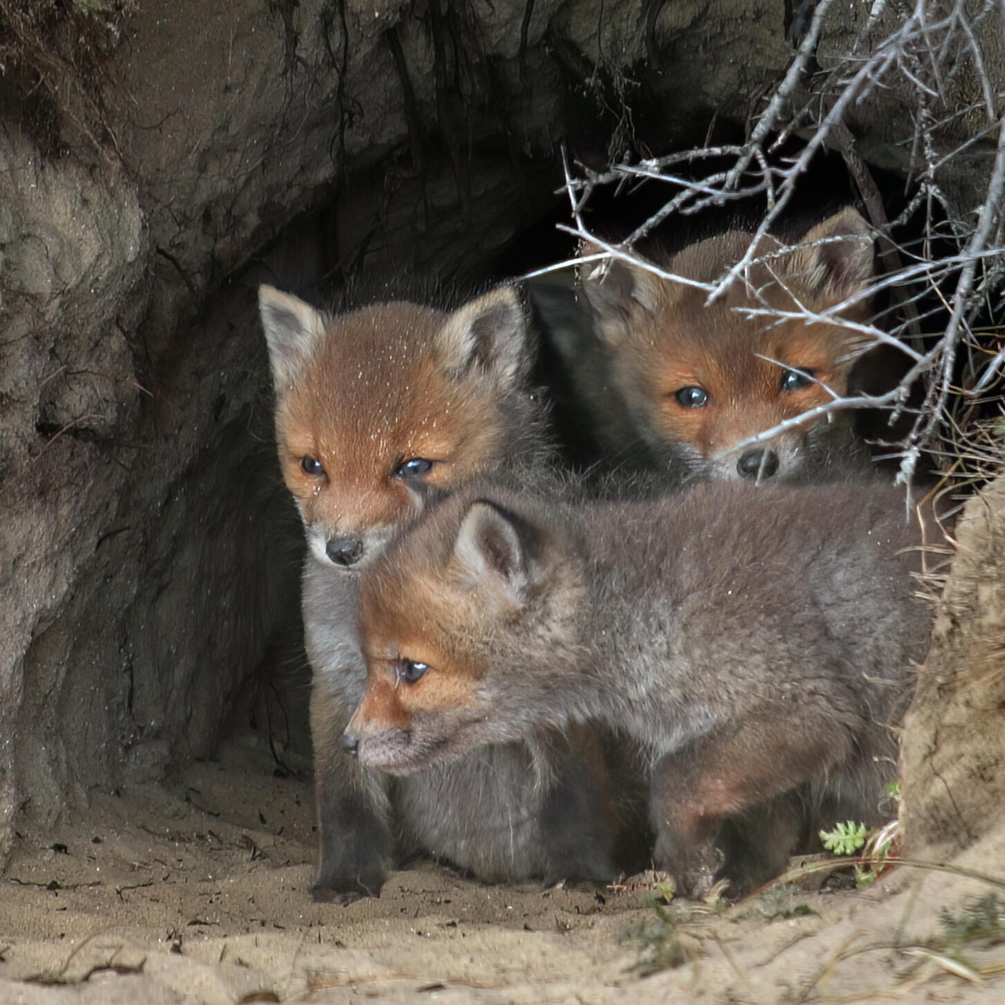 Foxcub