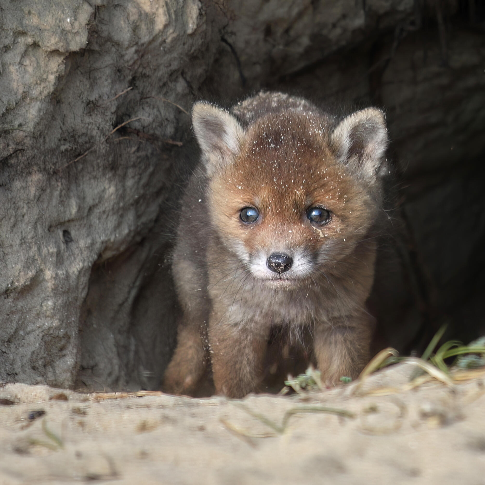 Foxcub