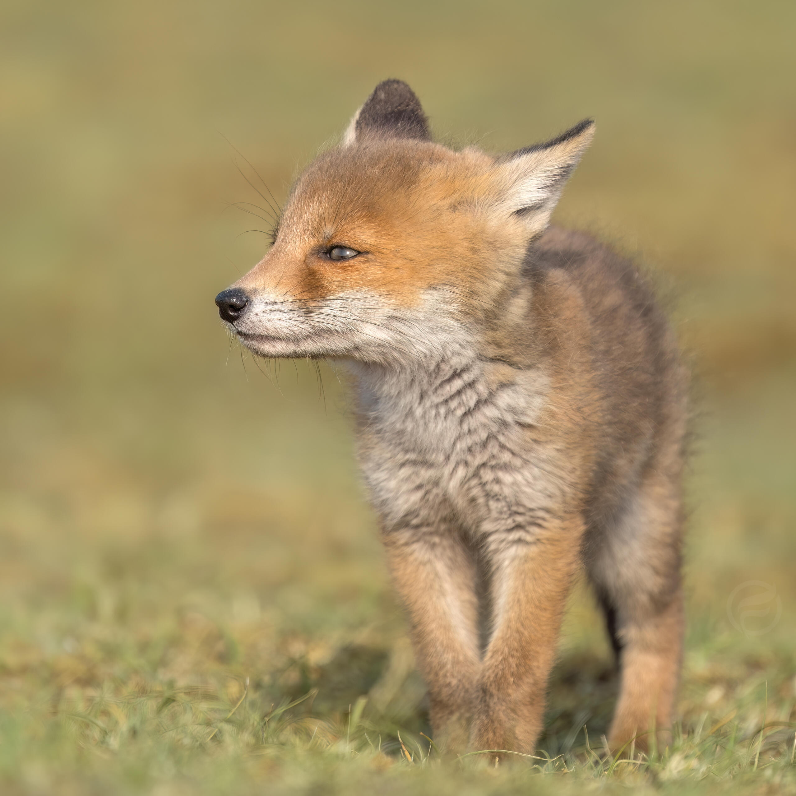 Foxcub