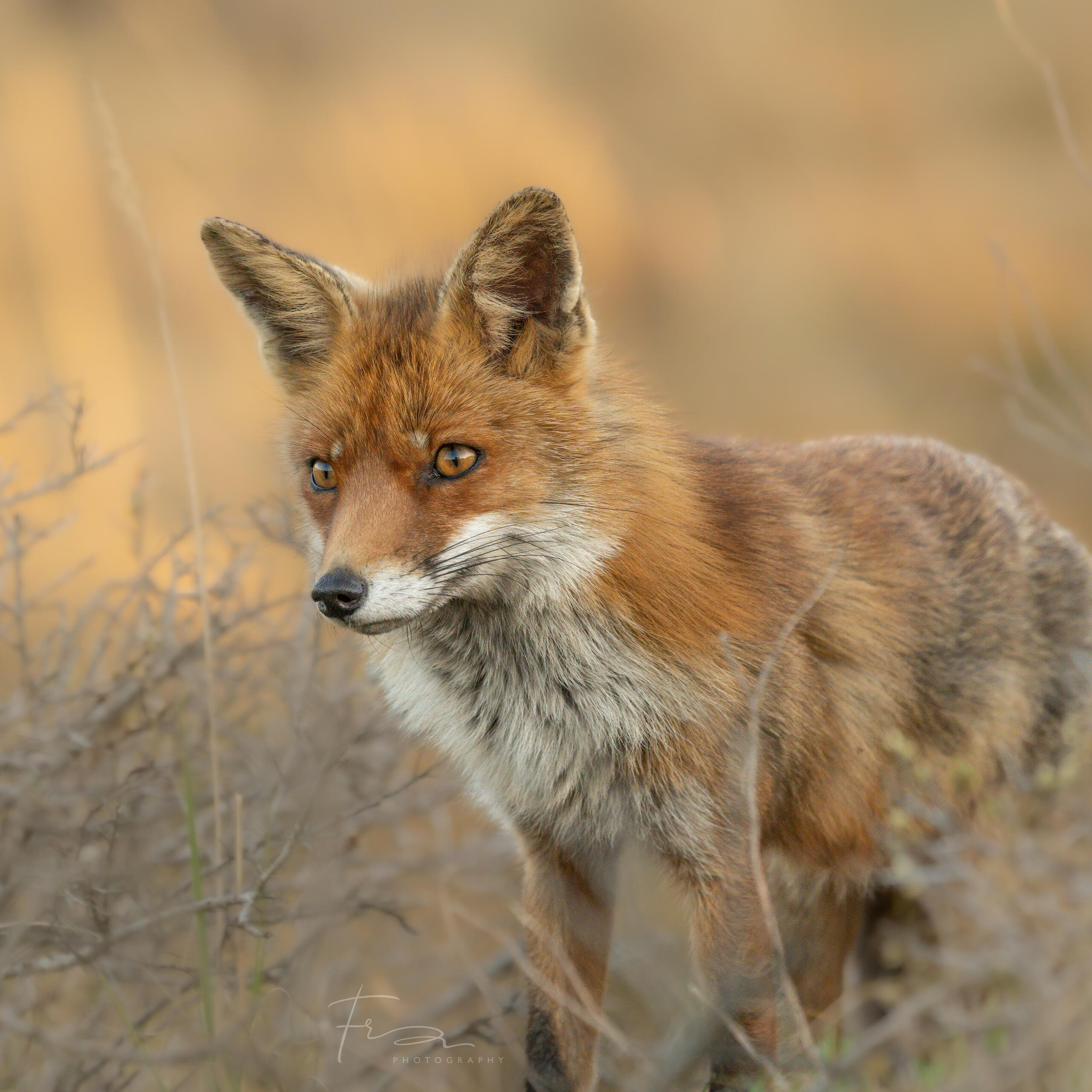 amazing fox