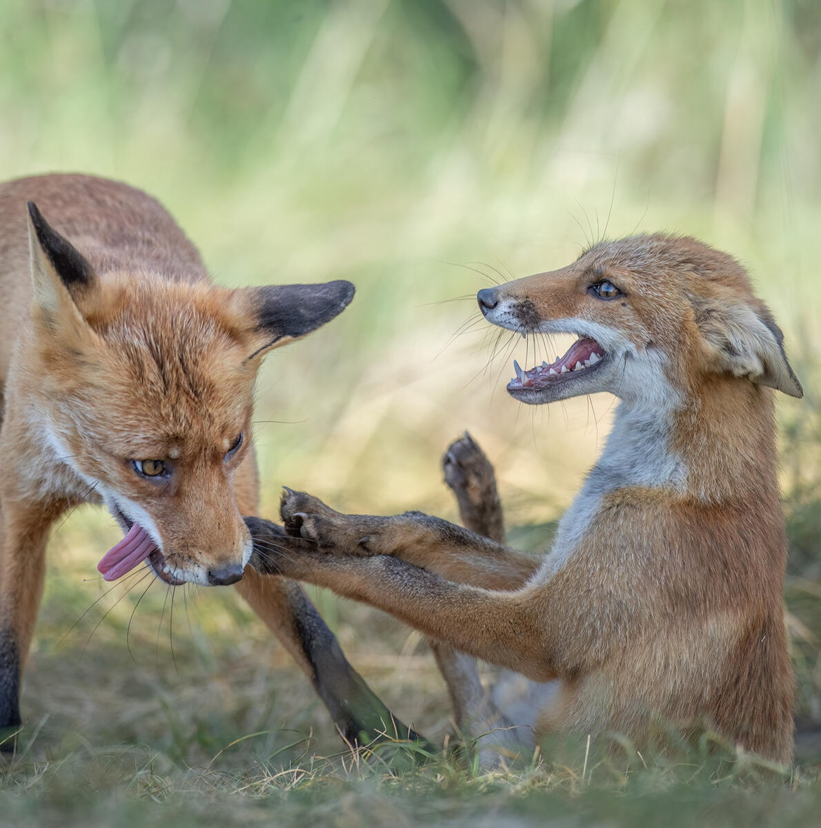 FIGHT