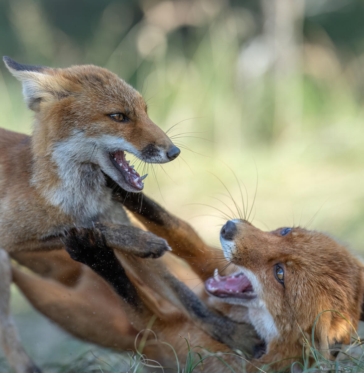 FIGHT