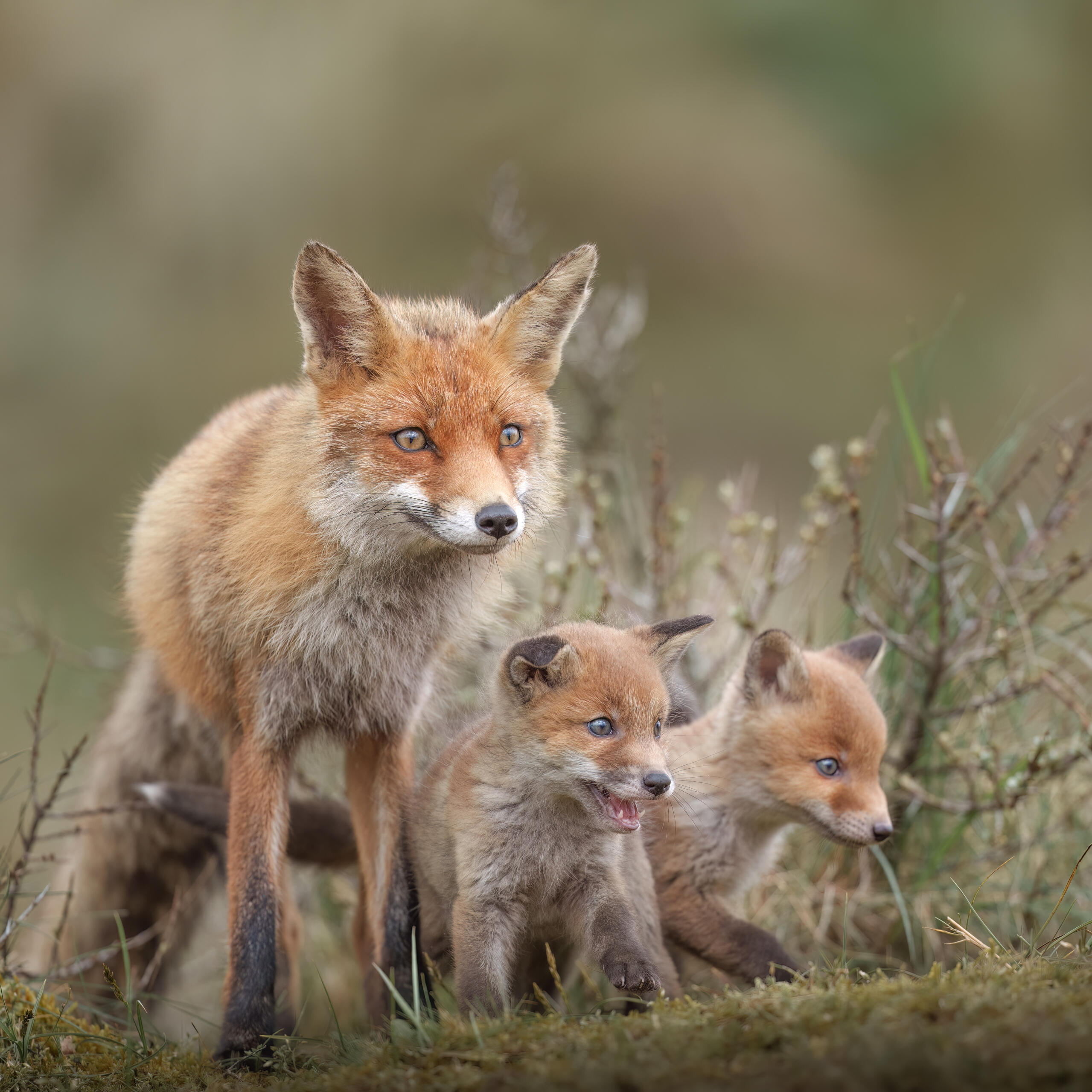 Memories 2024 (R.I.P.)