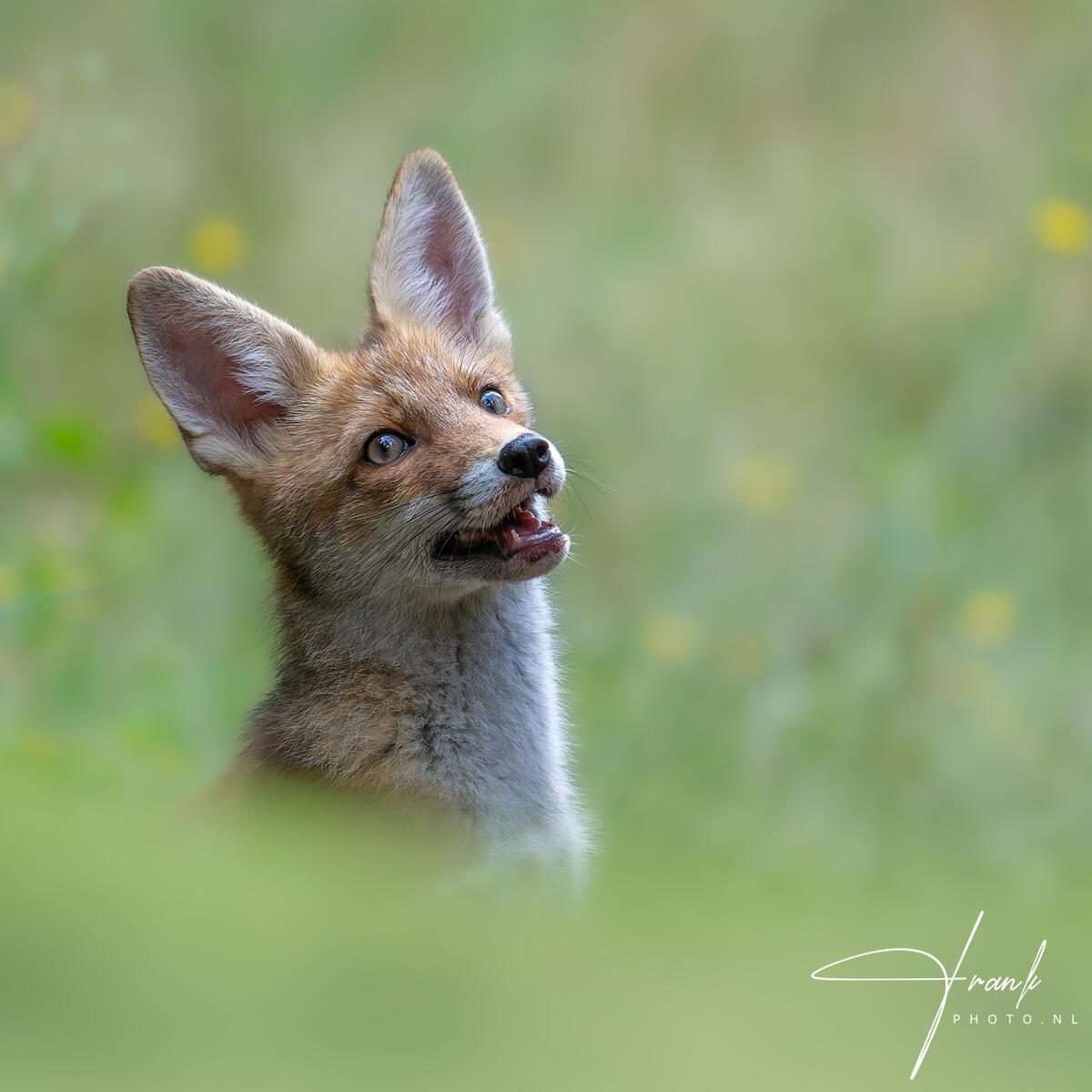 2025 FoxCub